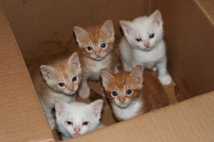 Really Cute Kittens